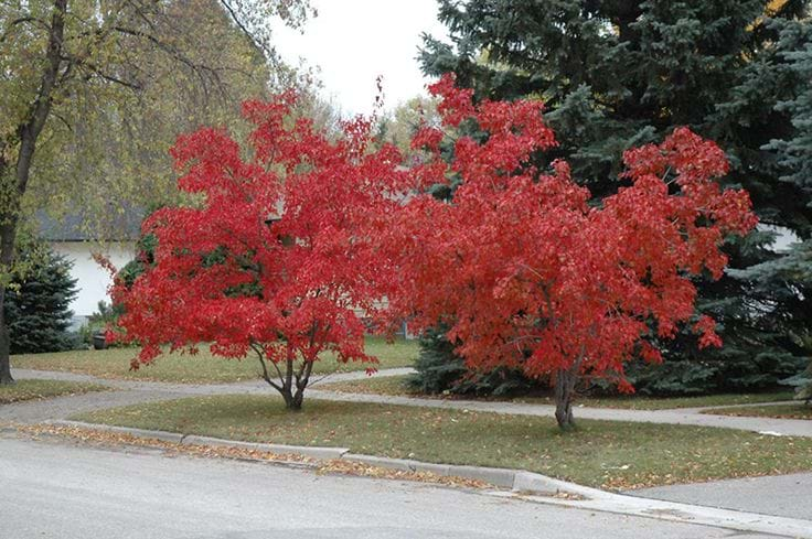 Acer tartaricum ssp. Ginnala 'Flame' ~ Amur maple