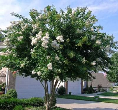 Lagerstroemia indica x L.fauriei 'Natchez' ~ Crepemyrtle