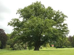 Quercus lusitanica ~ Portugal oak